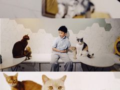 -猫房·猫吧·猫咖(龙湖时代汇店)