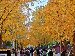 -三里屯东五街银杏大道