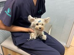 -瑞派·关忠动物医院·猫专科·犬专科(三环新城店)