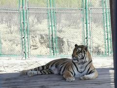 -鄂尔多斯野生动物园