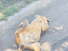 -大连森林动物园