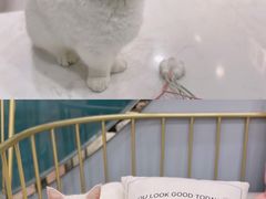 -BABIT巴比特宠物(MOMOPARK店)