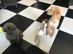 -Oh My Dog宠物沙龙(伊珊娜皮毛护理店)