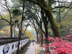 -上海佘山国家森林公园天马山园