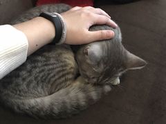 -喵园·猫主题咖啡厅·撸猫·猫咖(国贸店)