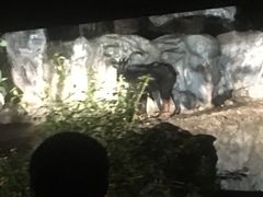 -清迈夜间动物园