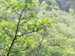 -上海佘山世茂艾美酒店
