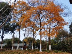-贡湖湾湿地公园