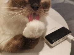 -猫亿天猫咖