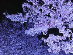 -西北湖绿化广场