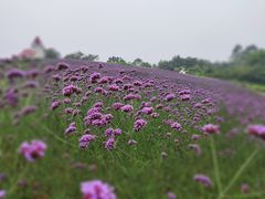 -黄龙溪欢乐田园