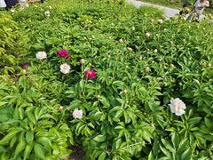 -郑州植物园