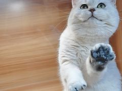 -猫十亿·布偶金渐层·曼基康矮脚猫舍(青年路店)