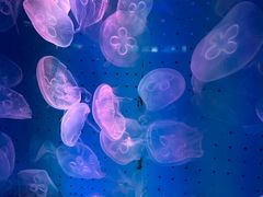 -蓬莱欧乐堡海洋极地世界
