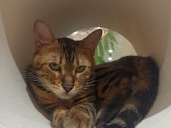 -猫域·湾主题猫咖·宠物吧(南坪城市广场店)