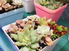 -王尔德与花