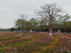 -海珠湖公园