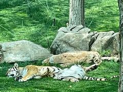 -北京野生动物园