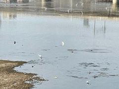 -长白岛森林公园