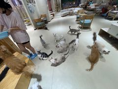 -藏猫猫咖啡主题馆(中央大道店)
