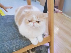 -滚猫咖啡·猫咖·猫友好撸猫(未来城店)