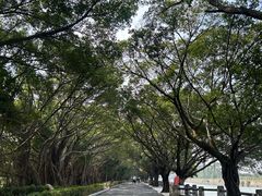 -大湾区中央湿地公园