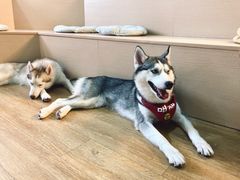 -Husky Go! 哈士奇体验馆·宠物咖啡厅狗咖