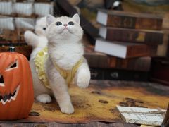 -猫十亿·布偶金渐层·曼基康矮脚猫舍(青年路店)