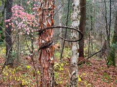 -五营红松林海景区