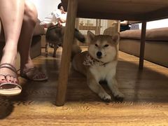 -柴务处·柴犬主题狗咖