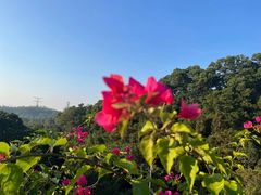-深圳仙湖植物园