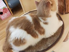 -滚猫咖啡·猫咖·猫友好撸猫(未来城店)