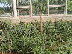 -石家庄市植物园