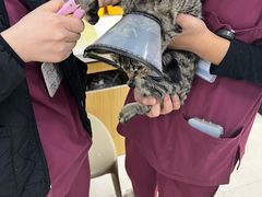 -美联众合动物医院·24h京西诊疗中心