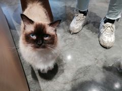 -瞄一喵猫咖(格力海岸店)