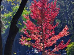 -香山公园