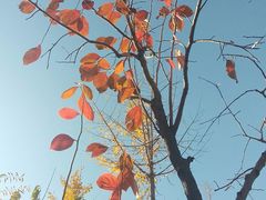 -大兴滨河森林公园