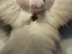 -佳雯宠物医院·皮肤科·内外科(春晓路分院)