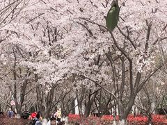 -高东镇樱花园