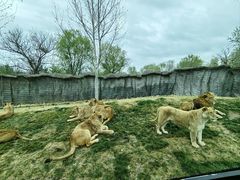 -北京野生动物园