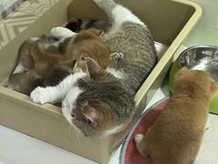 -青奢宠物·青奢猫舍