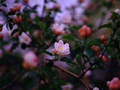 -燕郊植物园
