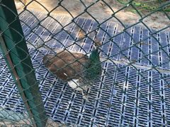 -北京鹿世界主题园