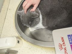 -伟伟宠物医院·瑞派猫友好医院·猫科(光谷店)