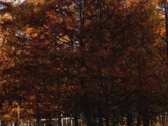 -白鹭湾湿地公园