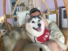 -Husky Go! 哈士奇体验馆·宠物咖啡厅狗咖
