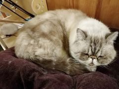 -猫色咖啡·猫咖