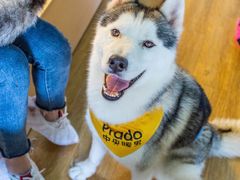 -Husky Go! 哈士奇体验馆·宠物咖啡厅狗咖