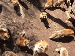 -宫城藏王狐狸村