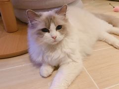 -momokira米努特·德文卷毛猫·棉花面纱犬